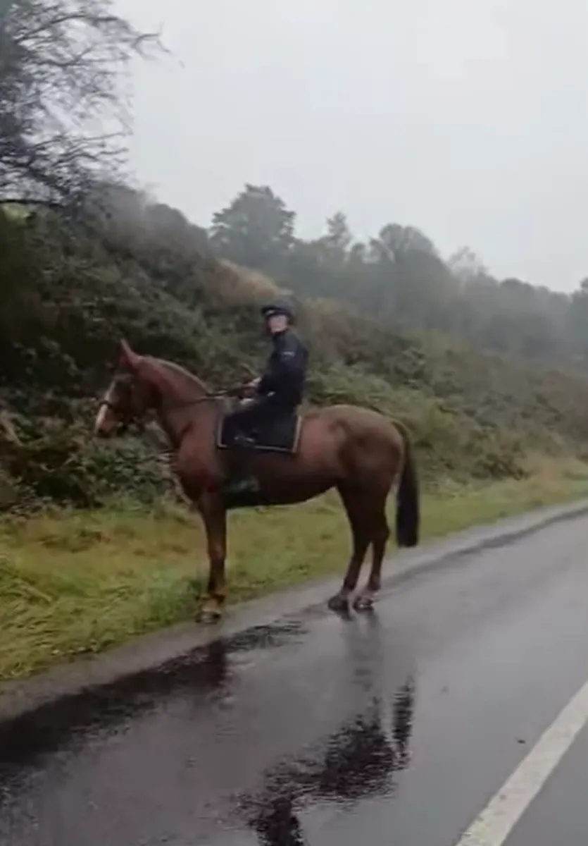 Irish draft mare - Image 3