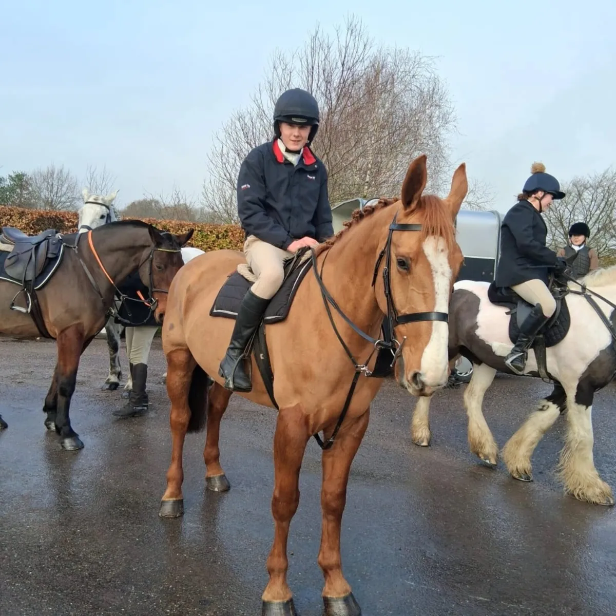 Irish draft mare - Image 4