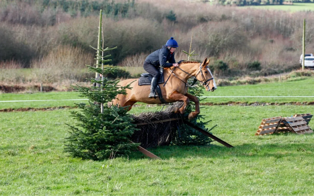 Irish draft mare - Image 1