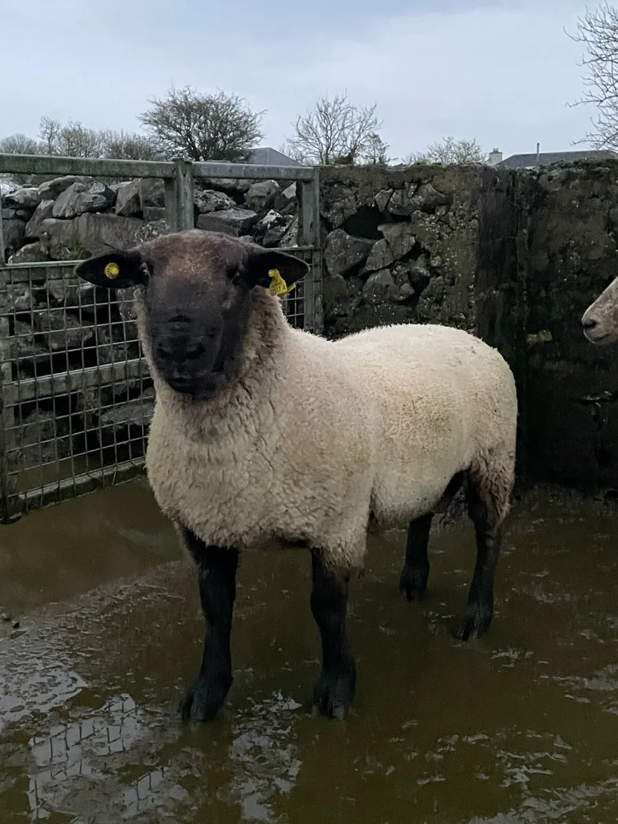 SUFFOLK HOGGET RAM - Image 1