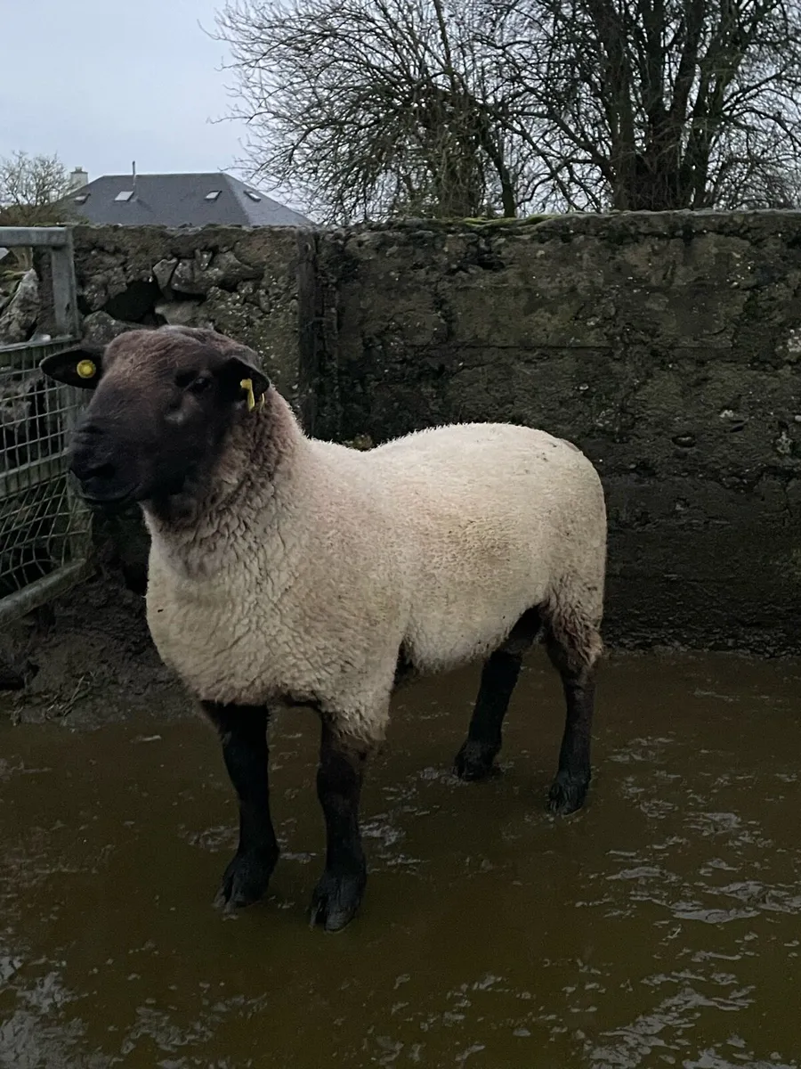 SUFFOLK HOGGET RAM - Image 2