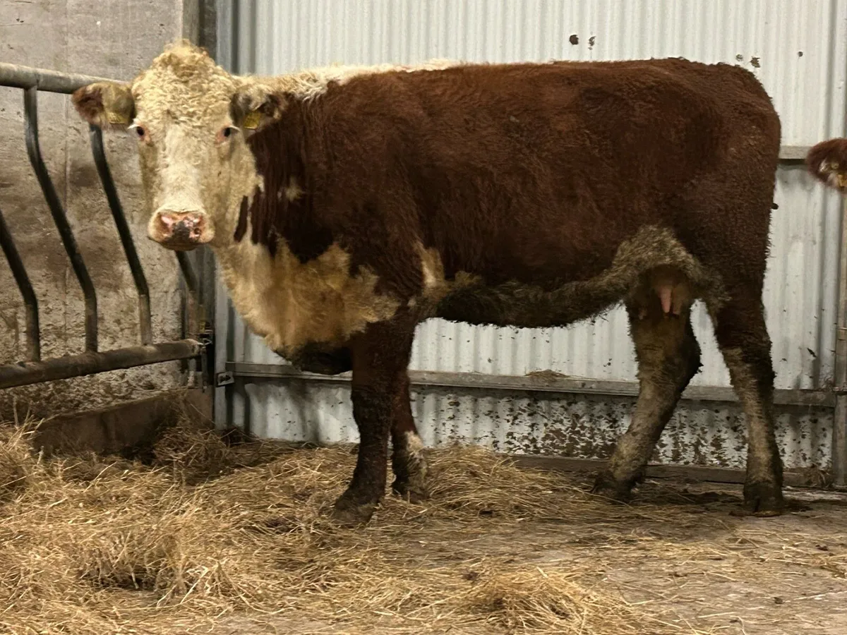 3 smashing incalf red Herefords - Image 2