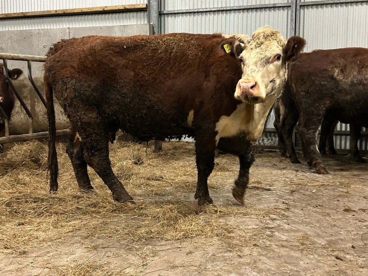 3 smashing incalf red Herefords - Image 3