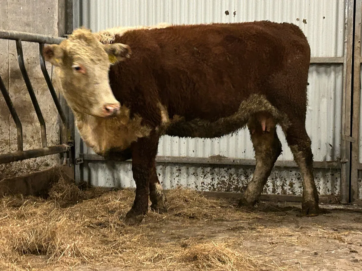 3 smashing incalf red Herefords - Image 4