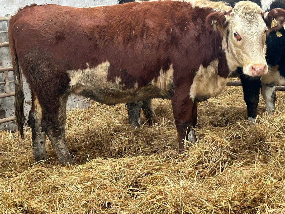 3 smashing incalf red Herefords - Image 1