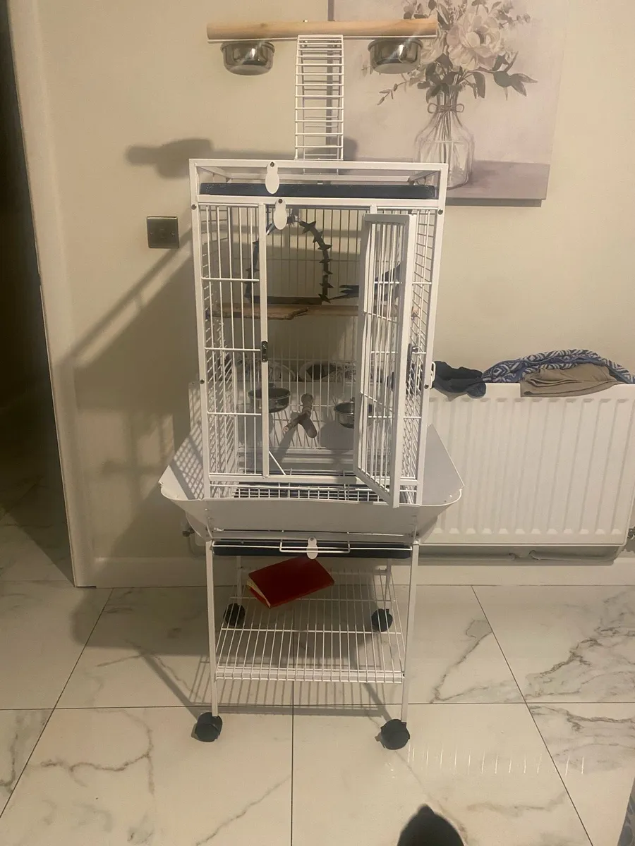 Cockatiel and lovely cage for sale - Image 1