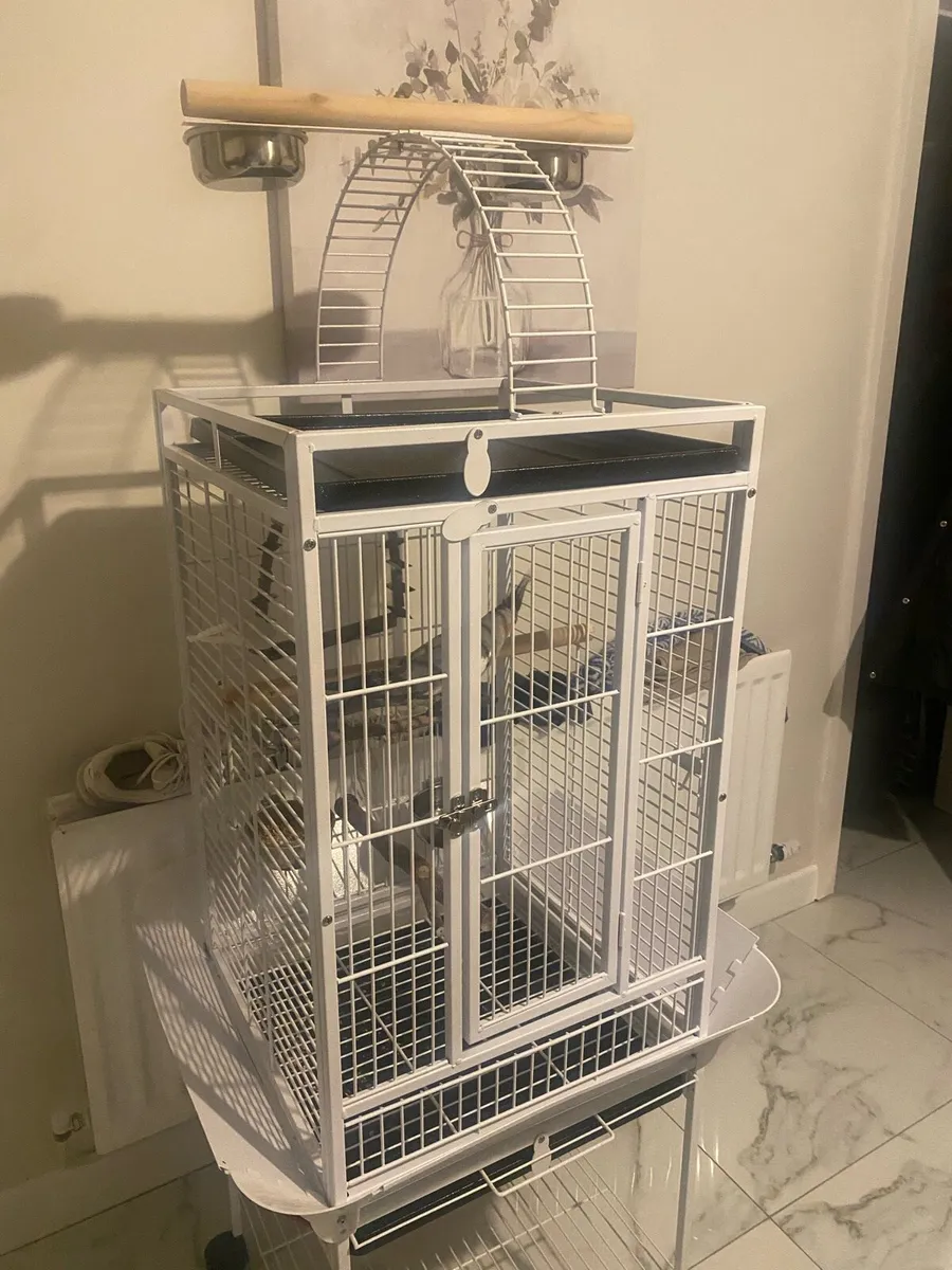Cockatiel and lovely cage for sale - Image 2