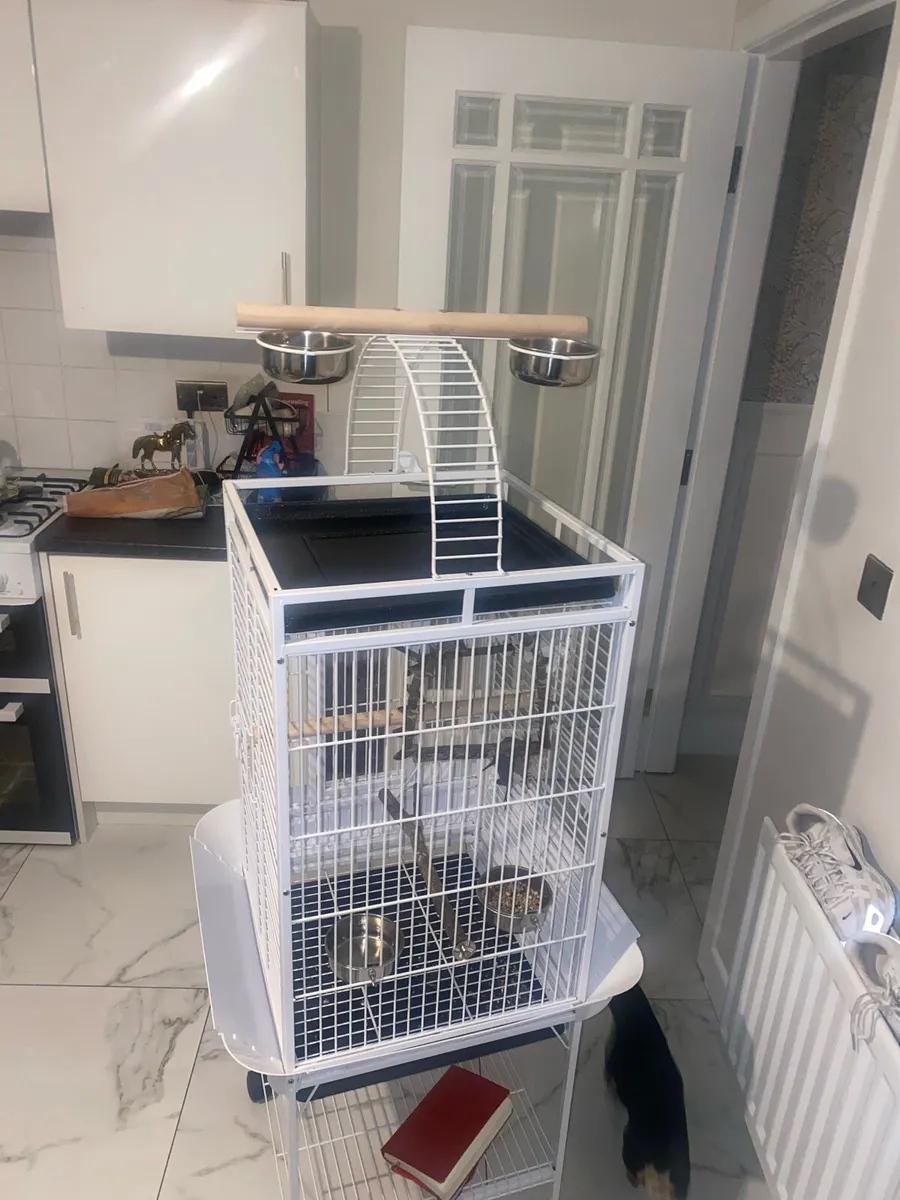 Cockatiel and lovely cage for sale - Image 3
