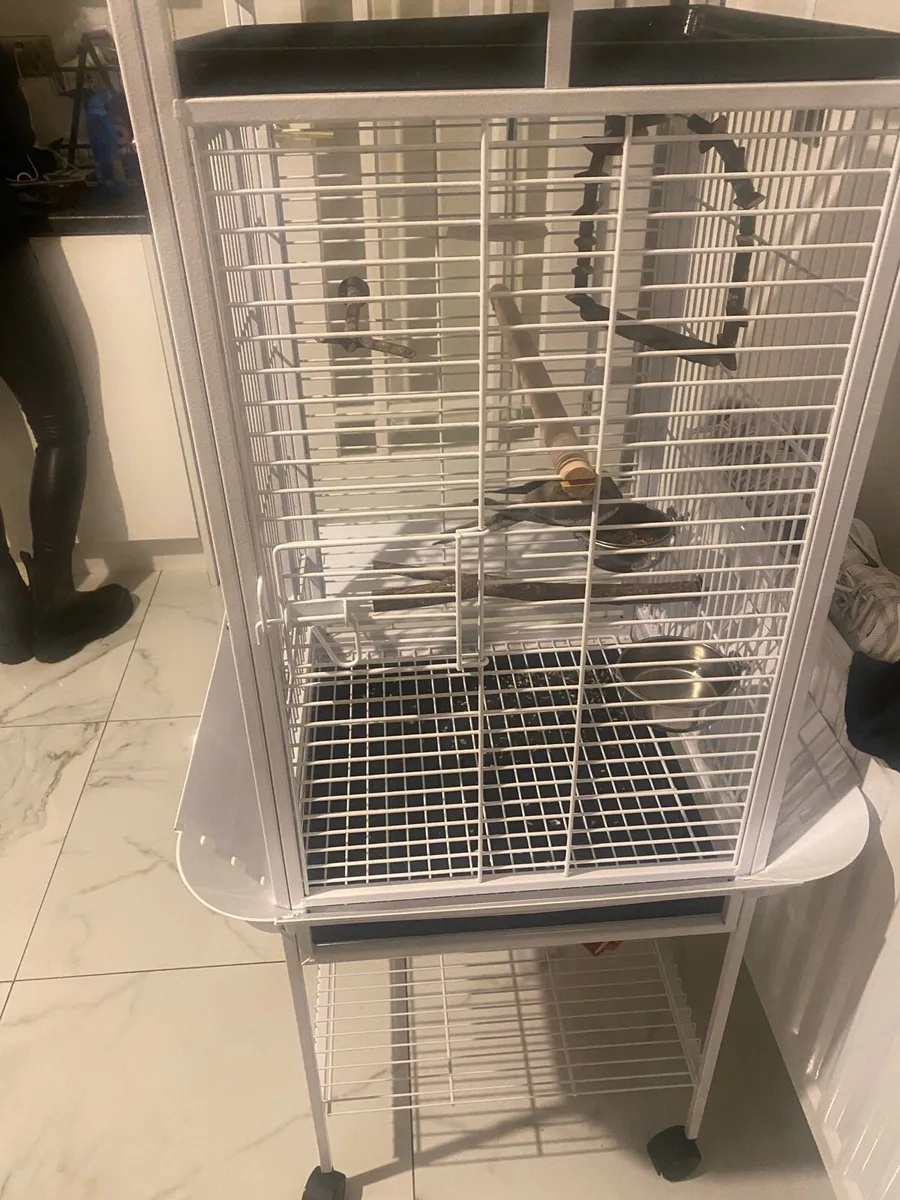 Cockatiel and lovely cage for sale - Image 4