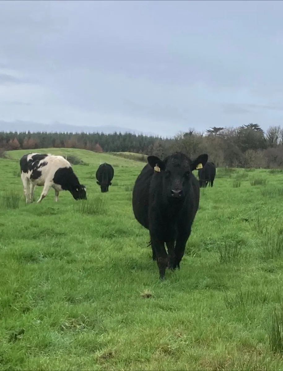 Heifers for Sale - 4 Angus, 1 Blue, 1 BWH - Image 1