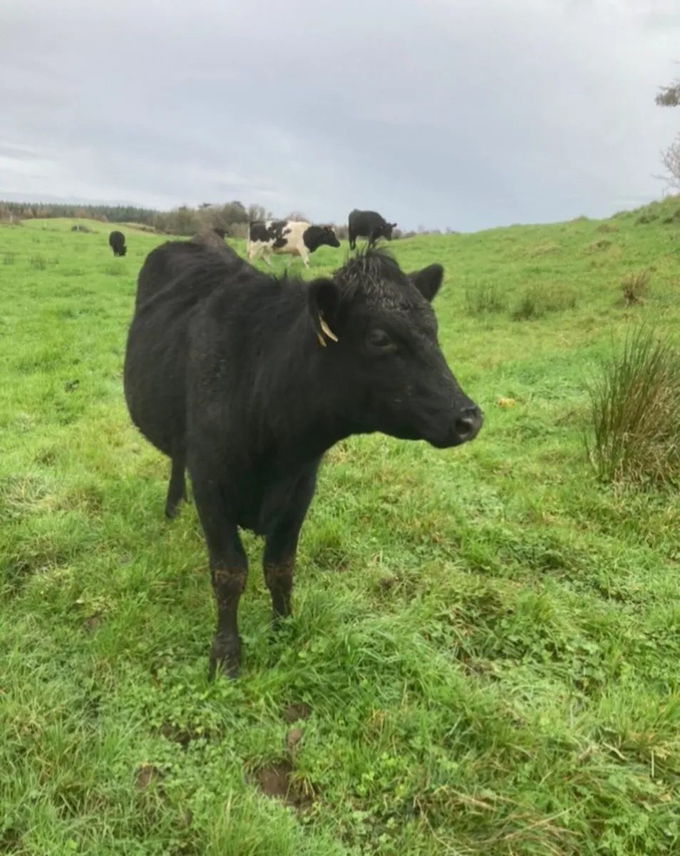 Heifers for Sale - 4 Angus, 1 Blue, 1 BWH - Image 2