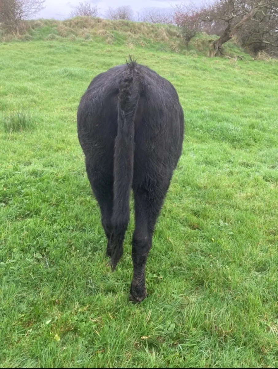 Heifers for Sale - 4 Angus, 1 Blue, 1 BWH - Image 3