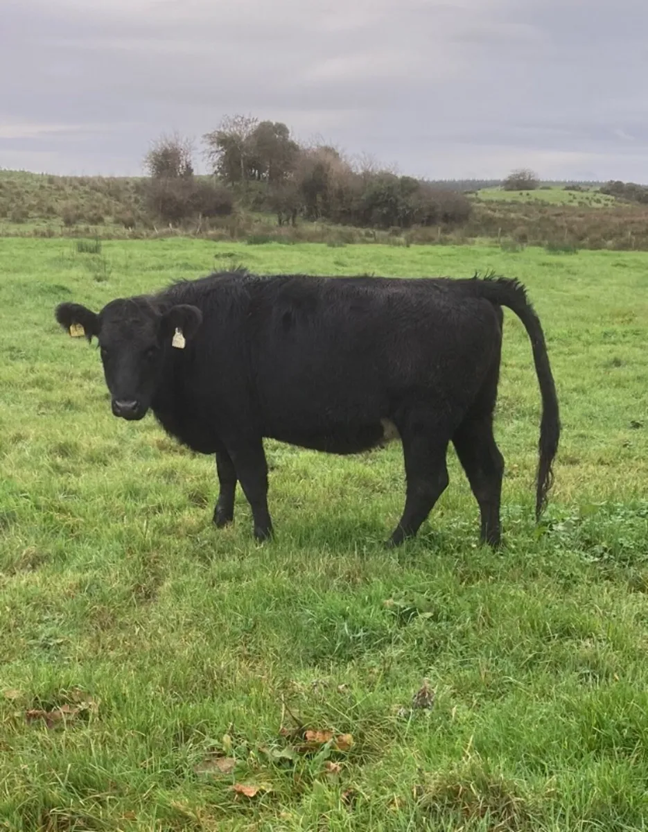 Heifers for Sale - 4 Angus, 1 Blue, 1 BWH - Image 4