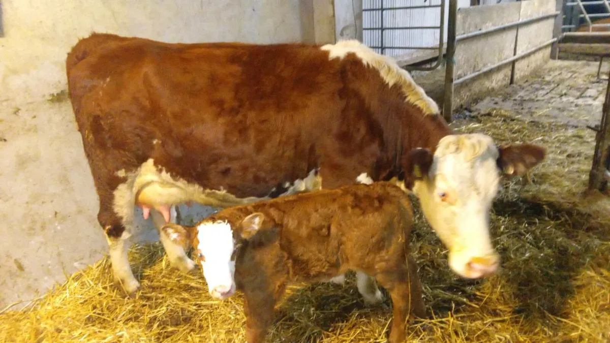 First calver - Image 1