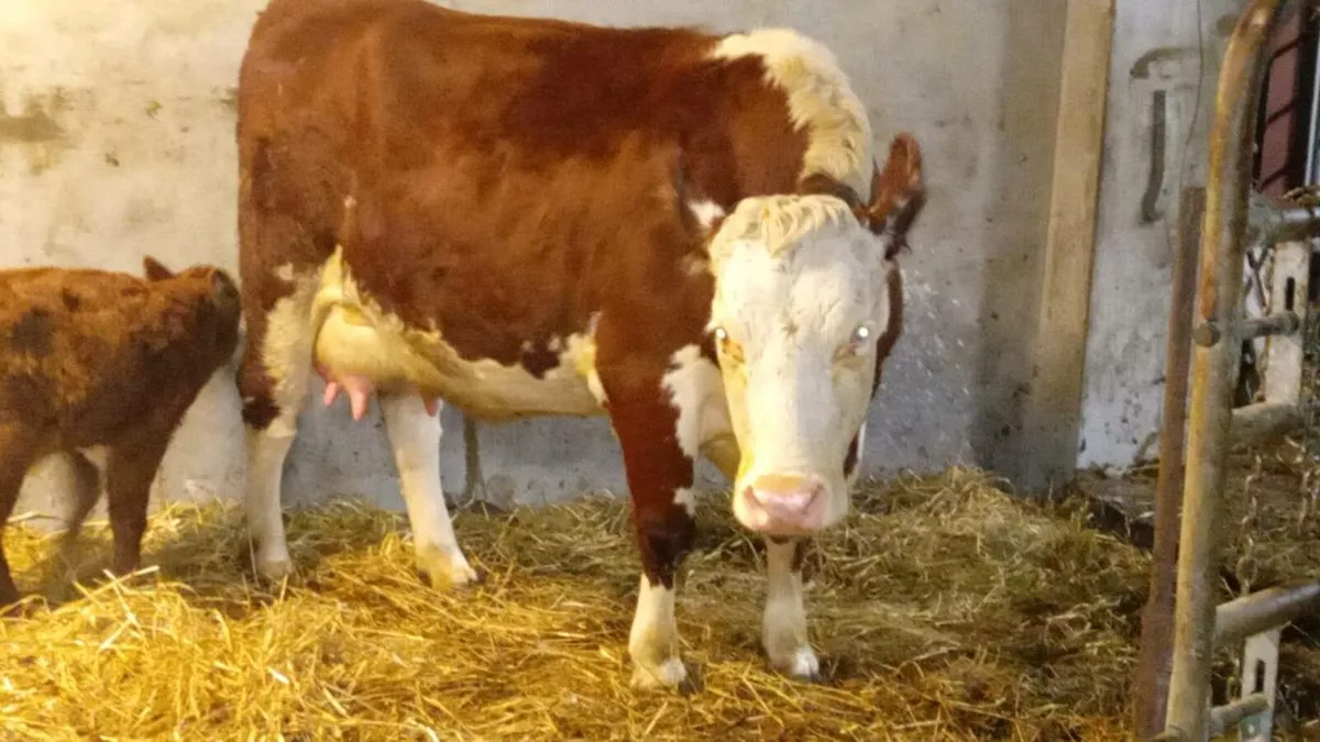 First calver - Image 2