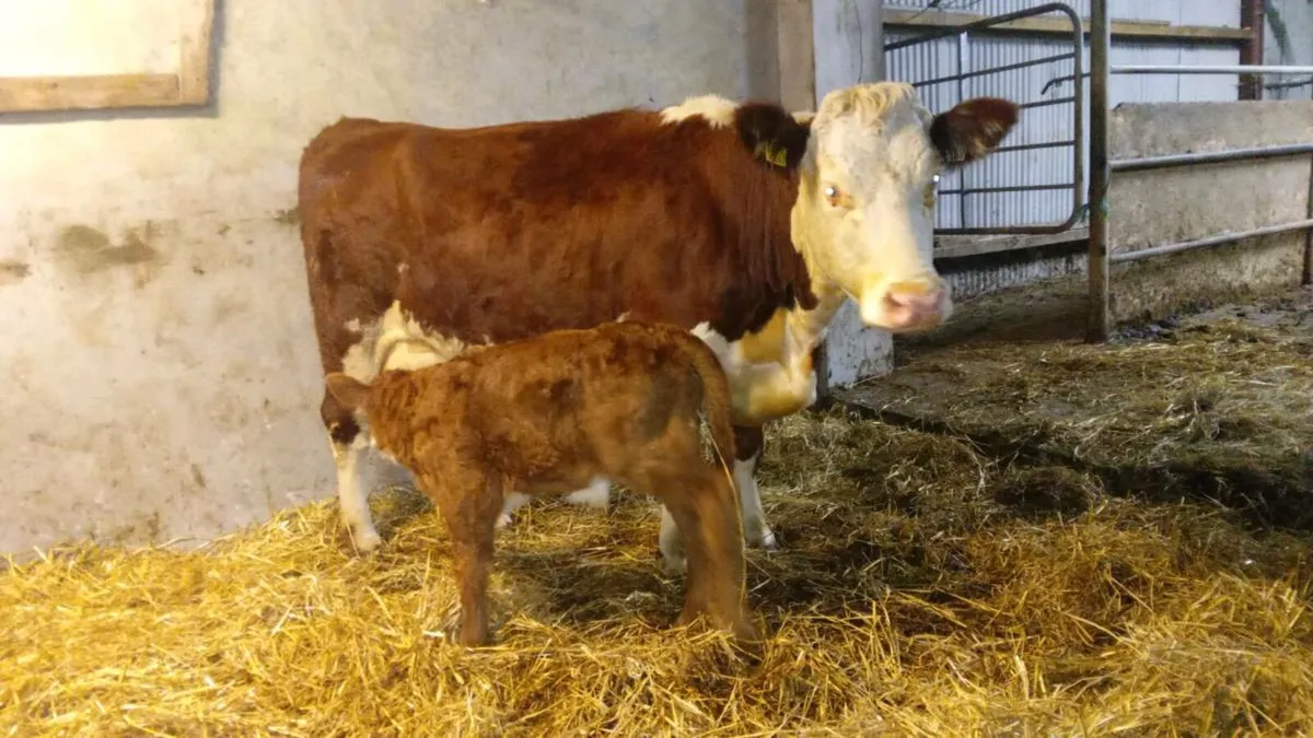 First calver - Image 3
