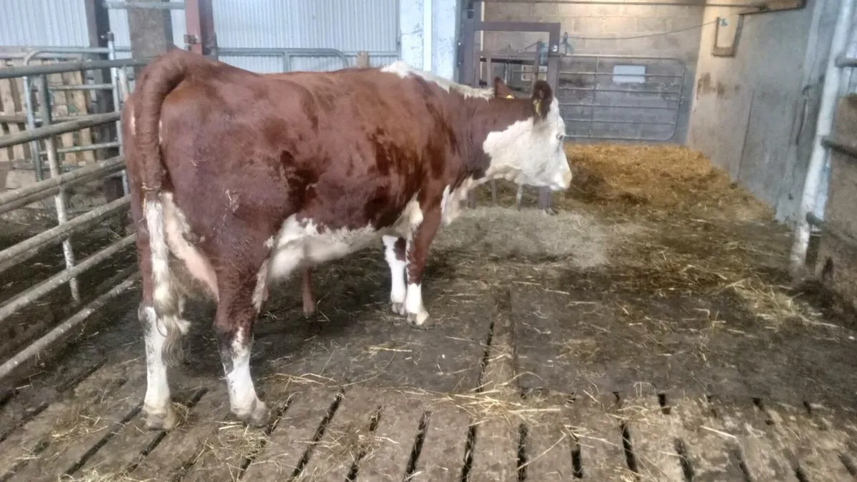 First calver - Image 4