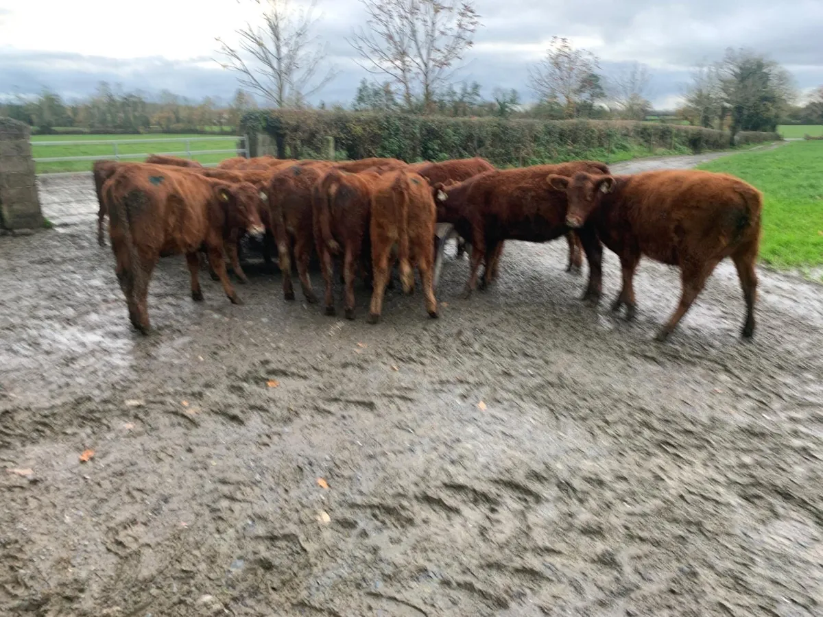 Red Angus heifers - Image 2