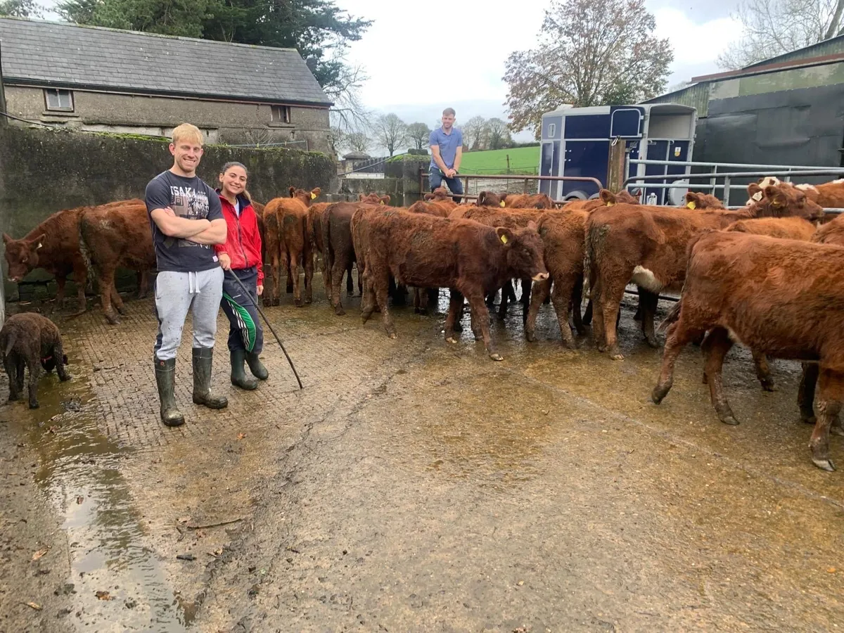 Red Angus heifers - Image 3