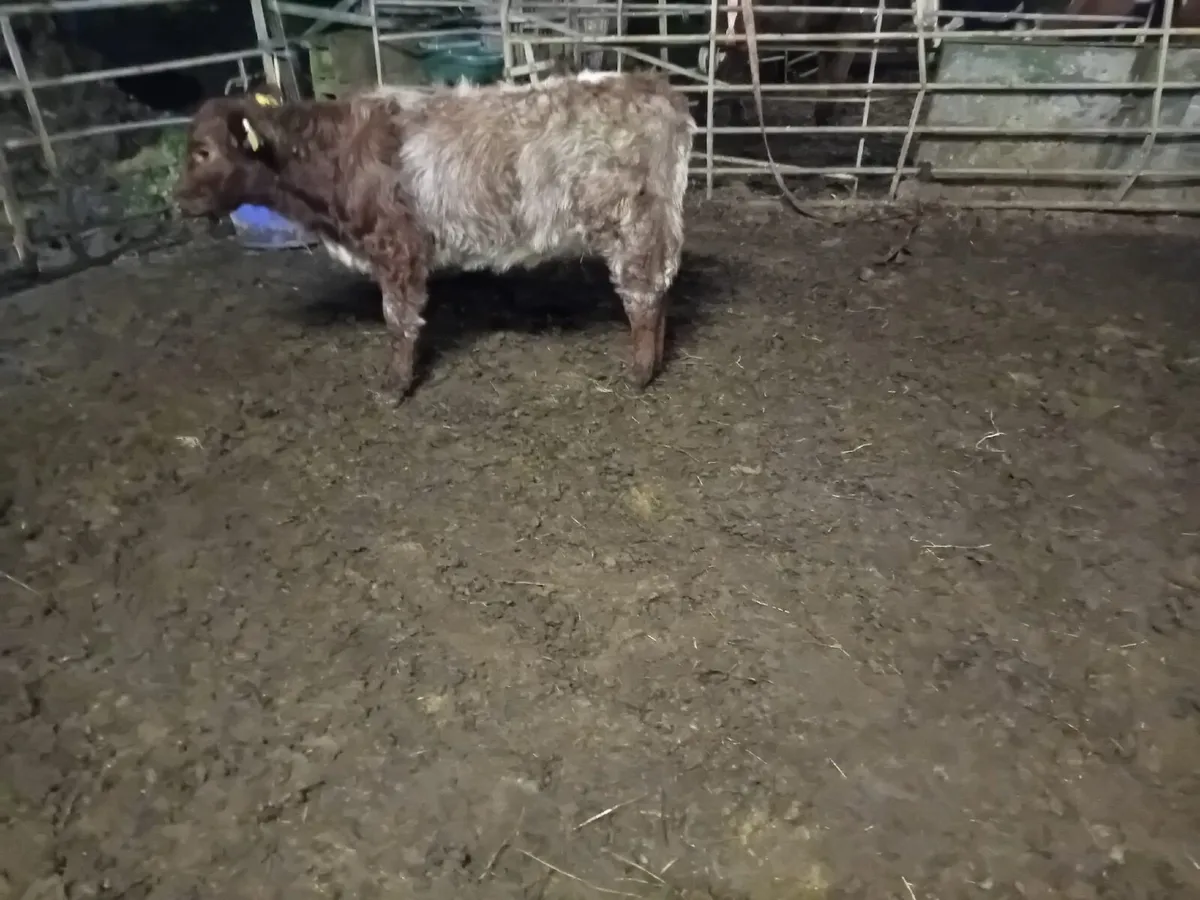 ROAN SHORTHORN HEIFER WEANLING - Image 2