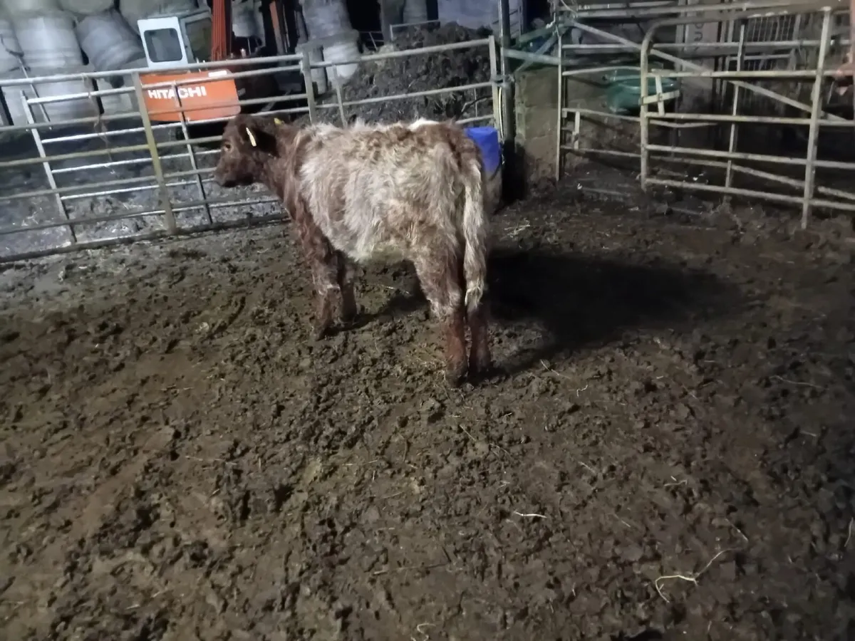 ROAN SHORTHORN HEIFER WEANLING - Image 3