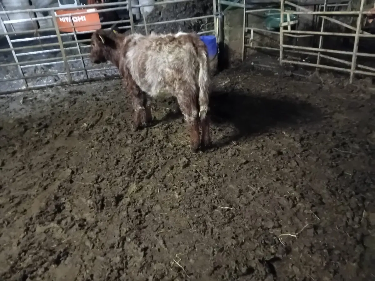 ROAN SHORTHORN HEIFER WEANLING - Image 4