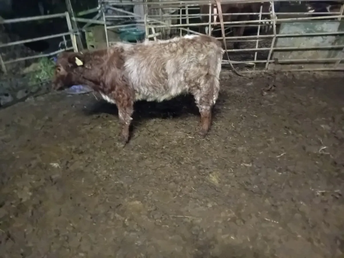 ROAN SHORTHORN HEIFER WEANLING - Image 1