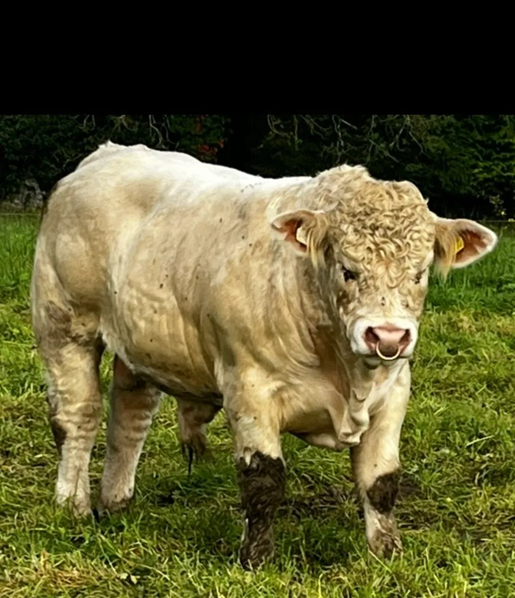 Charolais Bulll - Image 1