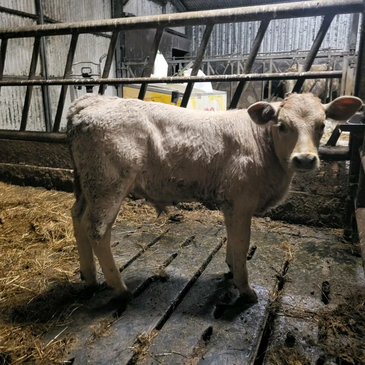 Ic27 bull calf - Image 1