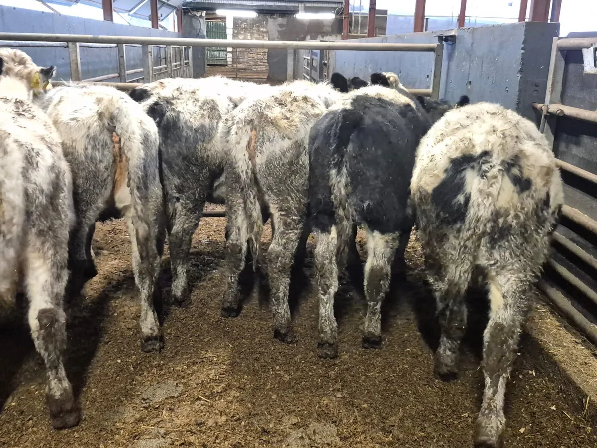 10 Super Blue Heifers - Image 2