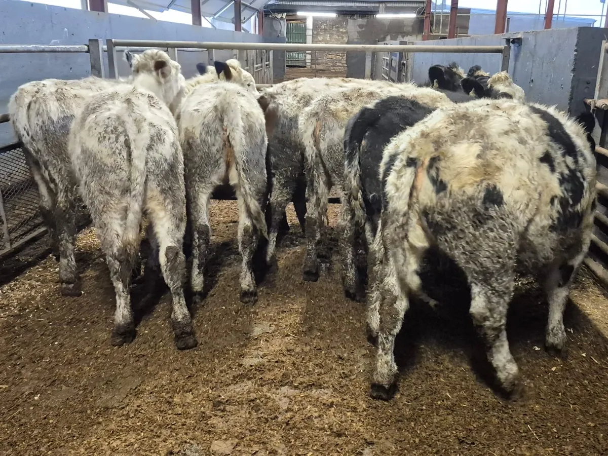 10 Super Blue Heifers - Image 4