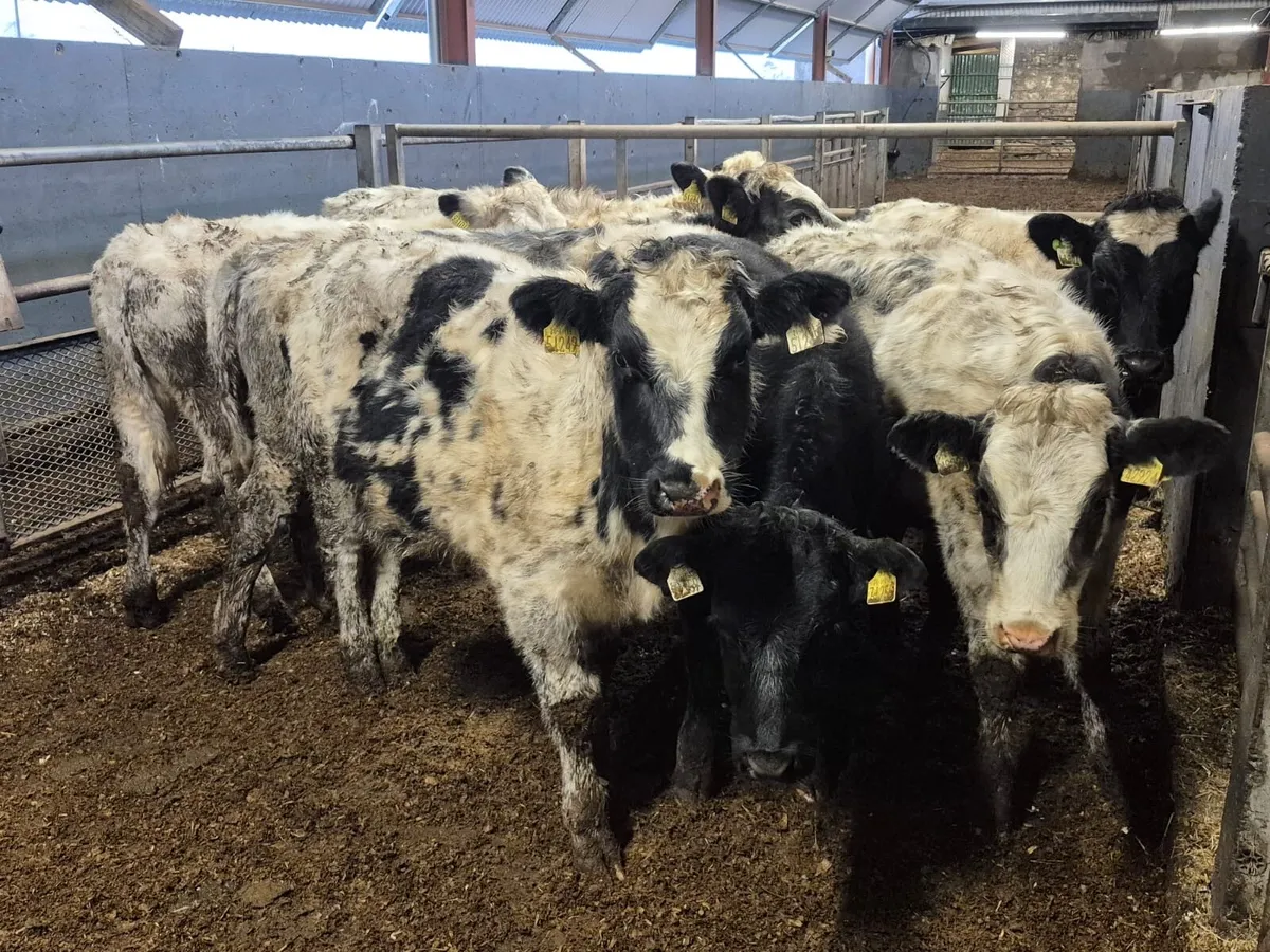 10 Super Blue Heifers - Image 1