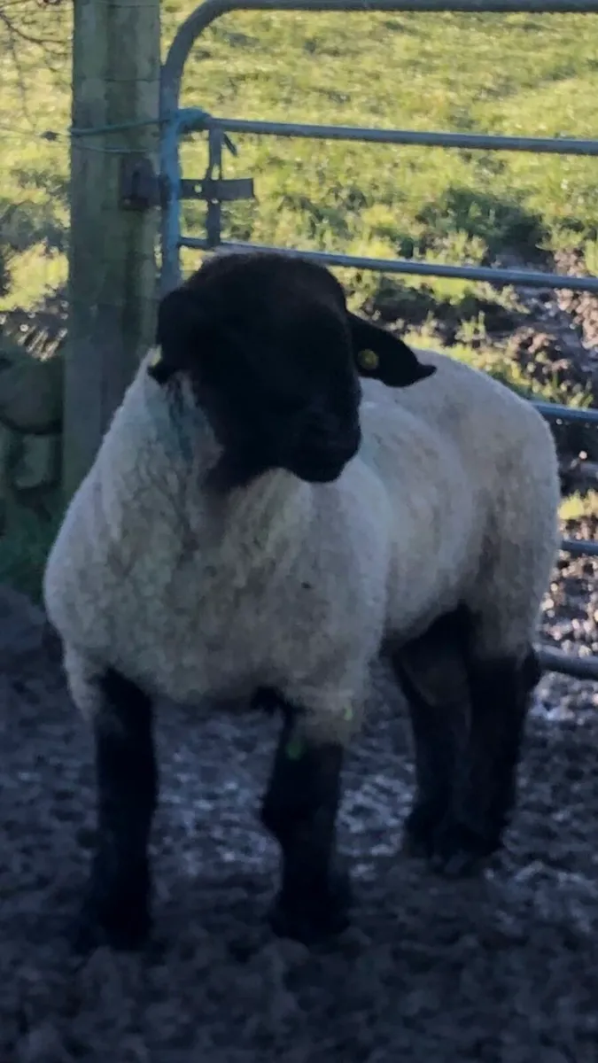 Suffolk Ram - Image 1