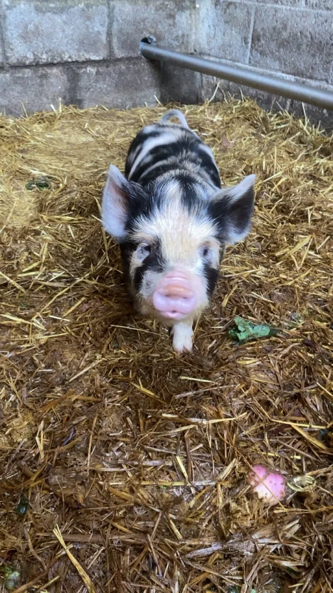 Purebred mini kune kunes - Image 1