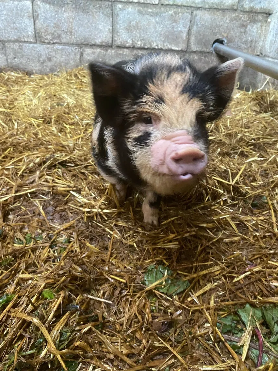 Purebred mini kune kunes - Image 2
