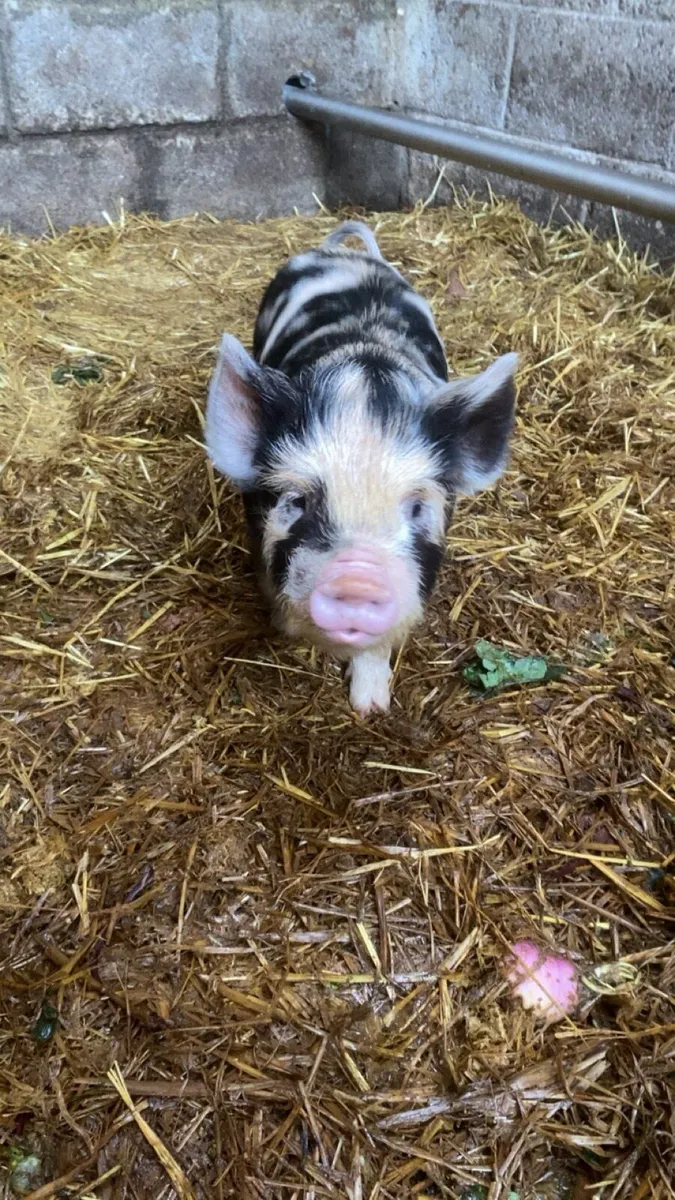Purebred mini kune kunes - Image 3