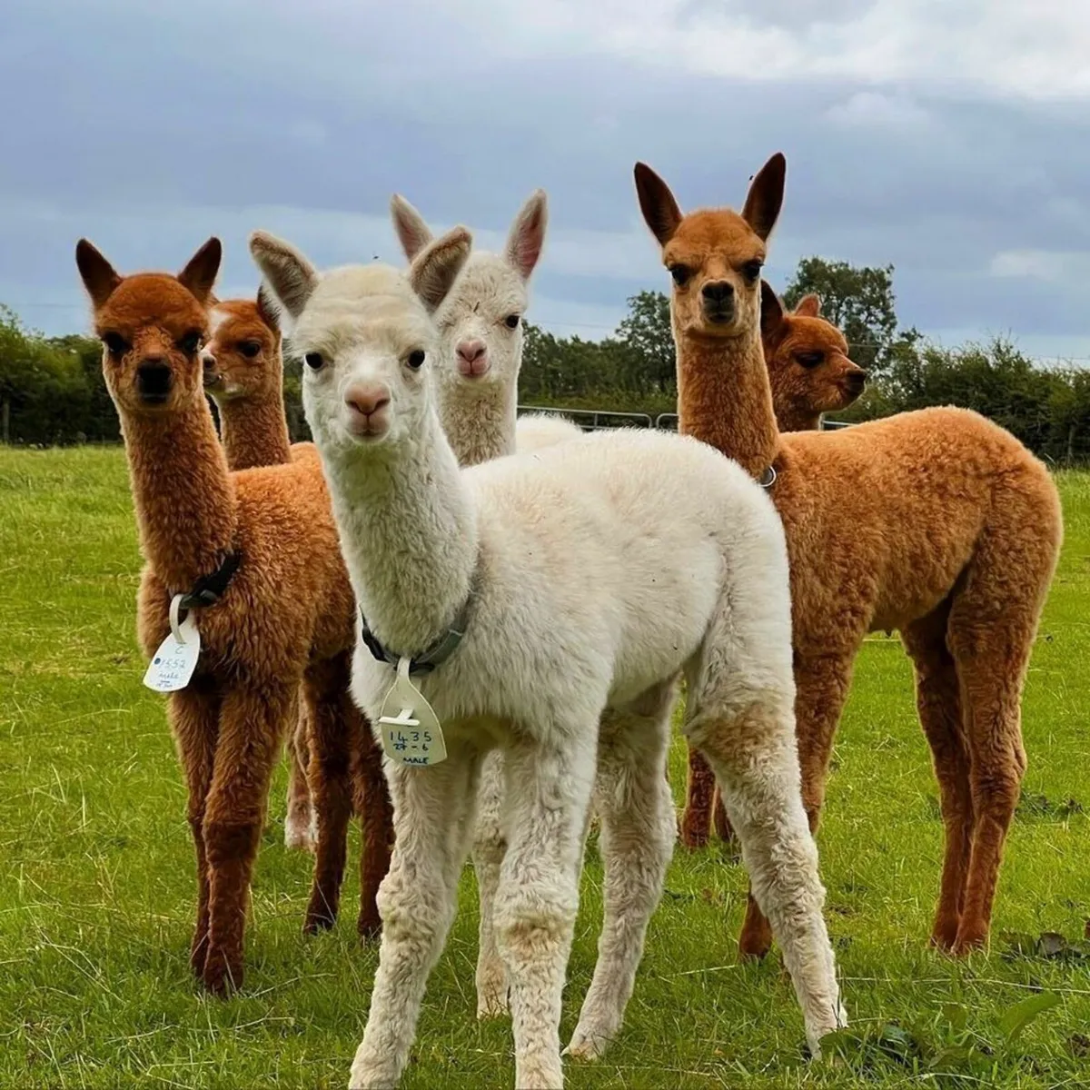 Mourne Alpacas 2025 2024 2023 females - Image 4