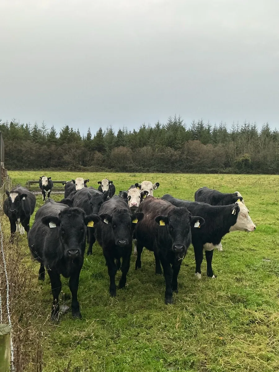 14 Angus and Hereford HEIFERS - Image 1