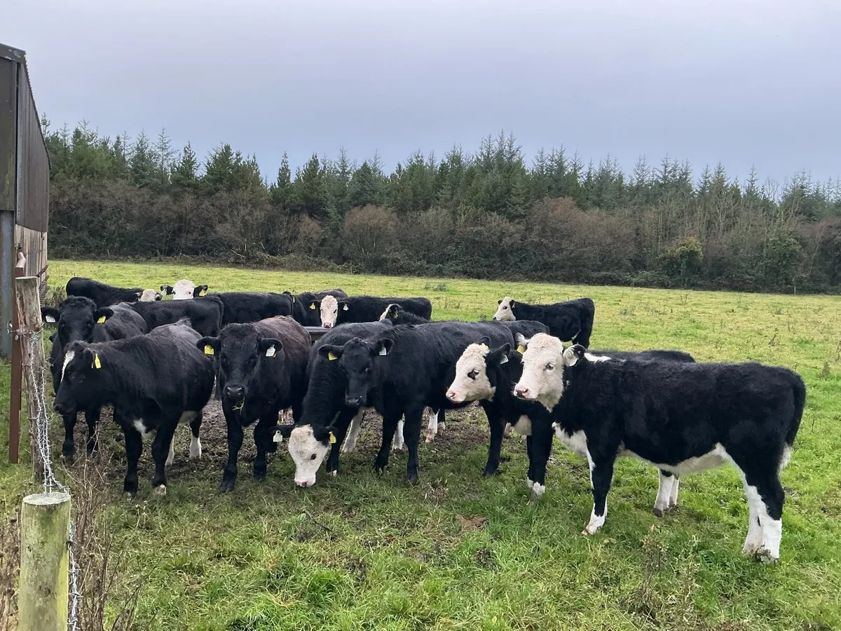 14 Angus and Hereford HEIFERS - Image 2