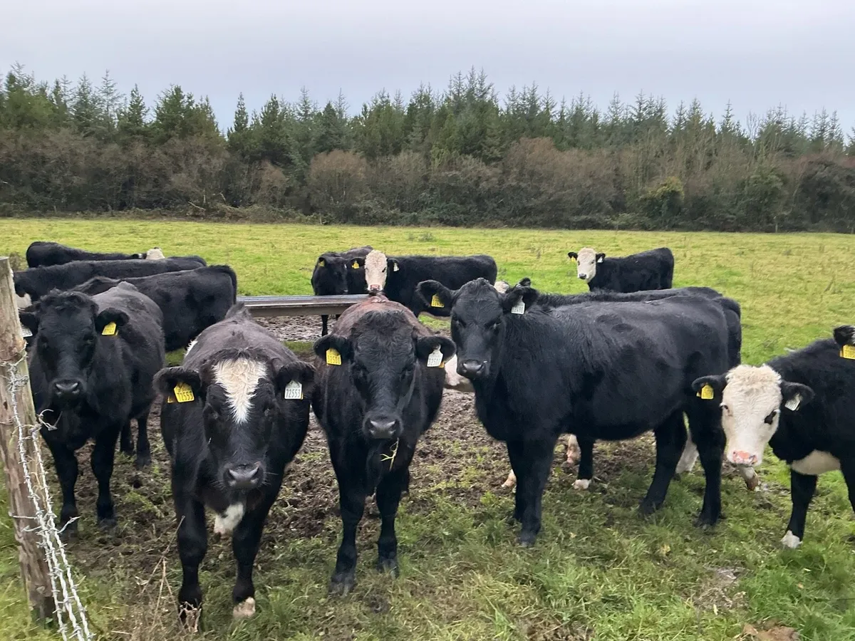 14 Angus and Hereford HEIFERS - Image 3