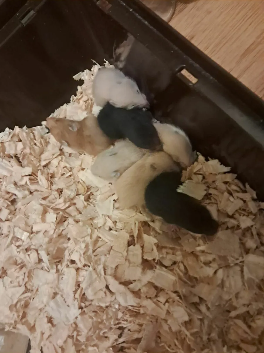 Syrian Hamsters - Image 1