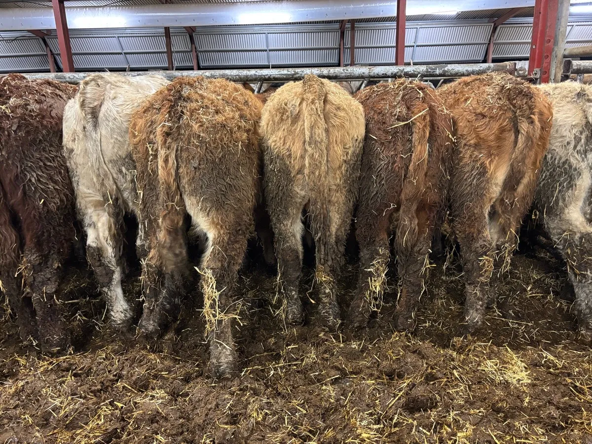 💥14 Continental Bull Weanlings💥 - Image 2