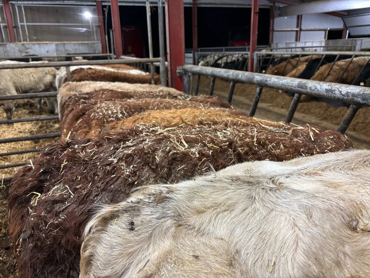 💥14 Continental Bull Weanlings💥 - Image 3