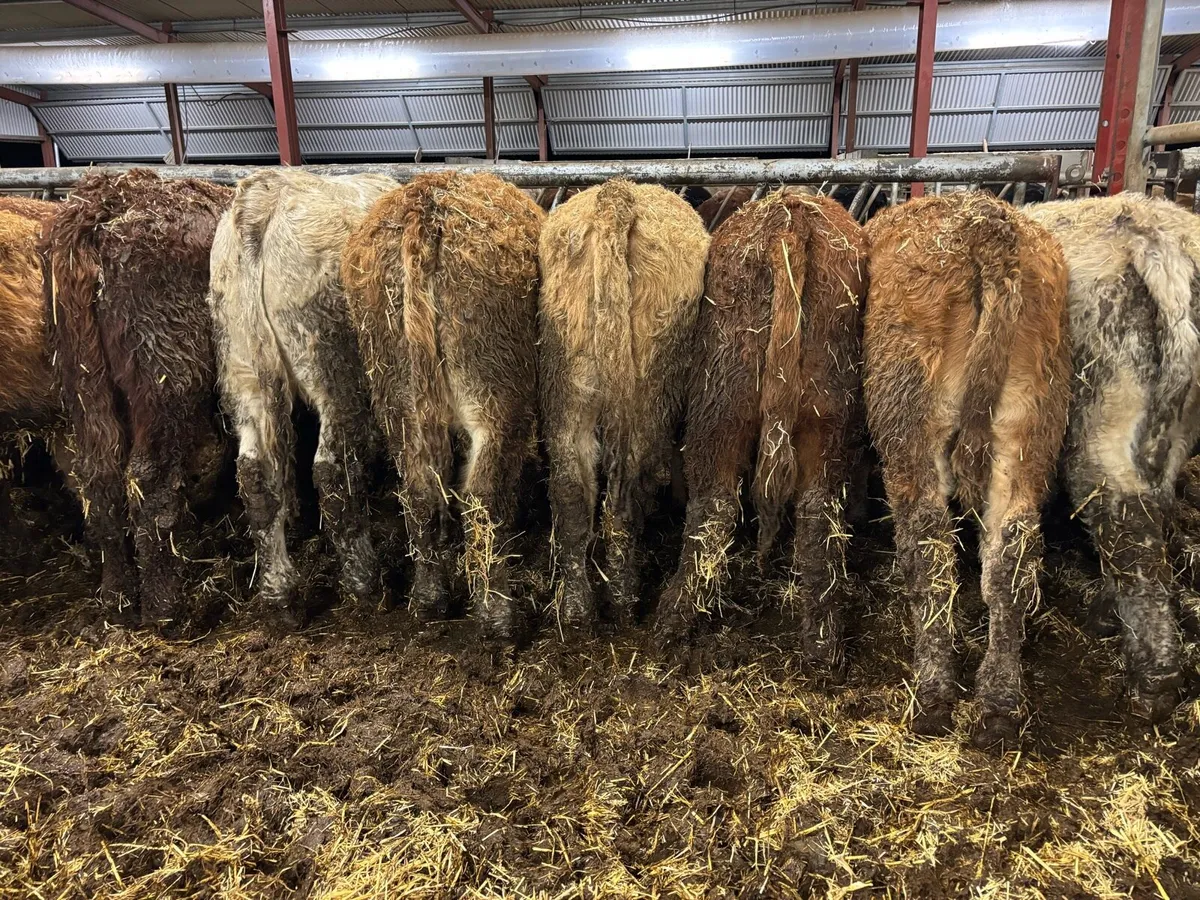 💥14 Continental Bull Weanlings💥 - Image 4