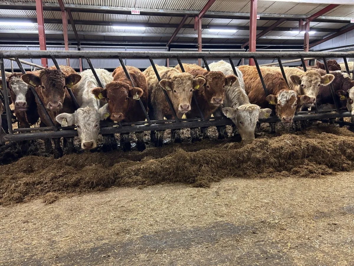 💥14 Continental Bull Weanlings💥 - Image 1