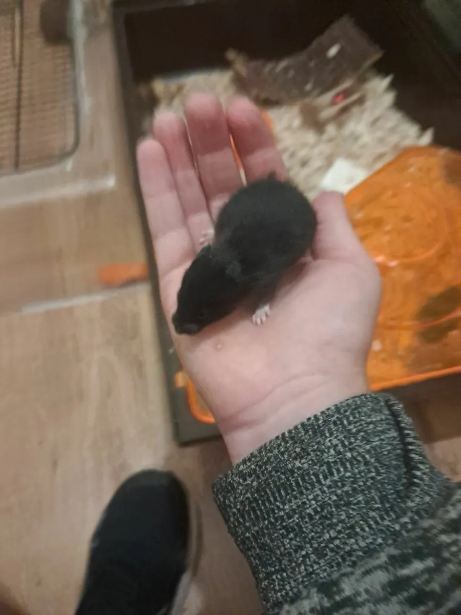 Syrian Hamsters - Image 2