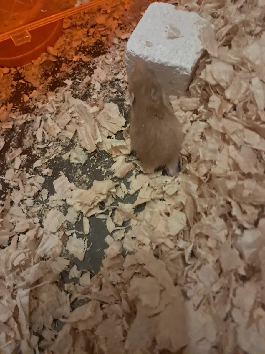 Syrian Hamsters - Image 3