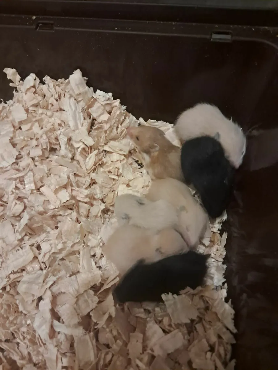 Syrian Hamsters - Image 4