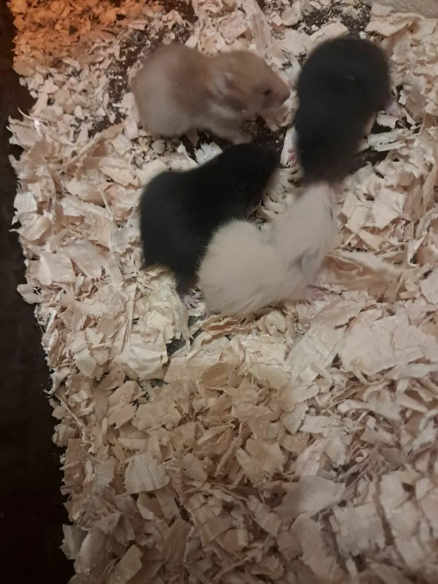 Syrian Hamsters + chinchillas - Image 4