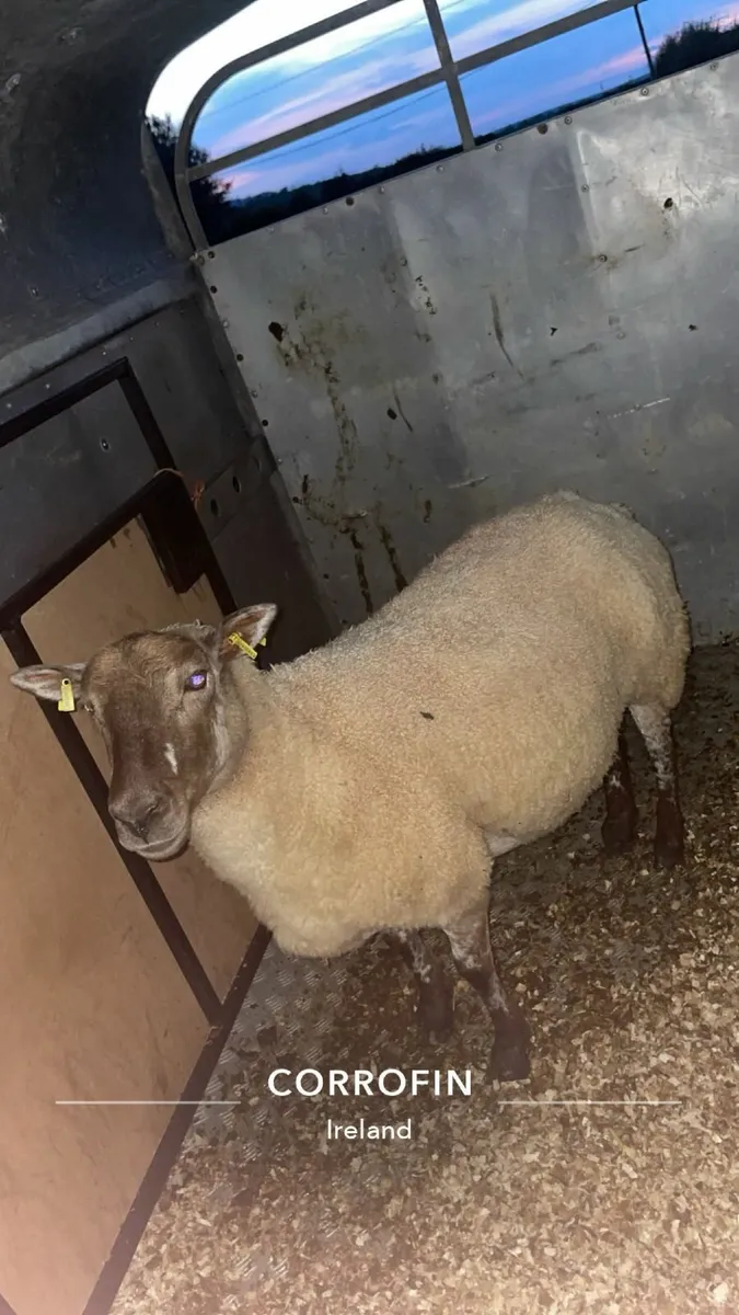 inlamb ewes - Image 1